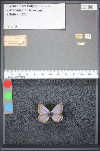 Media type: image;   Entomology 53393